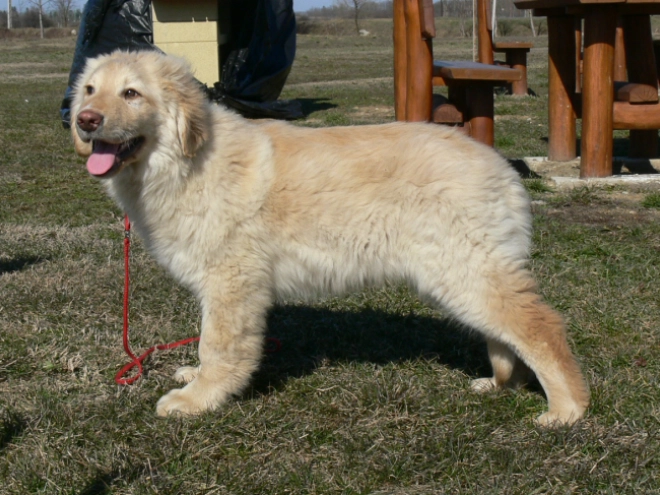 Perros Hovawart en venta