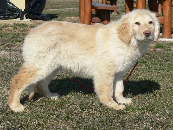 Perros Hovawart en venta