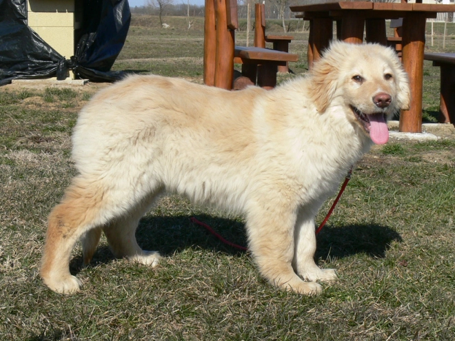 Perros Hovawart en venta