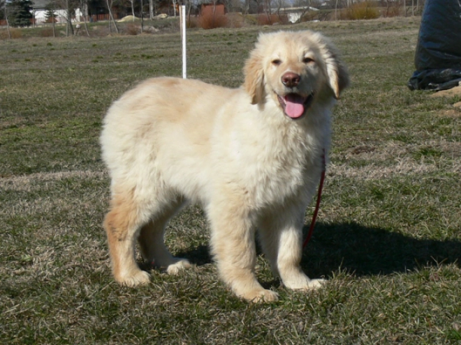 Perros Hovawart en venta