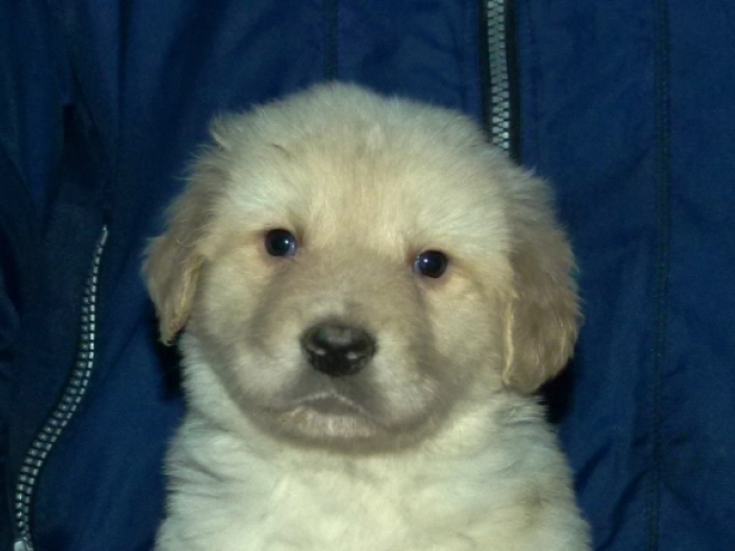 Perros Hovawart en venta