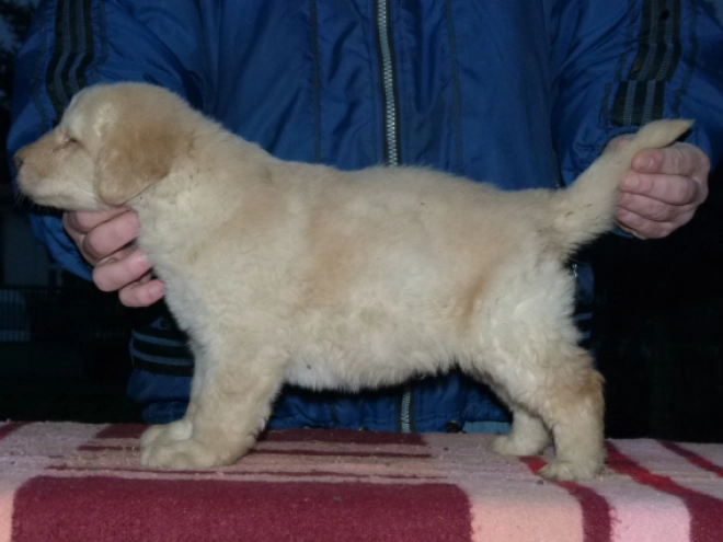 Perros Hovawart en venta