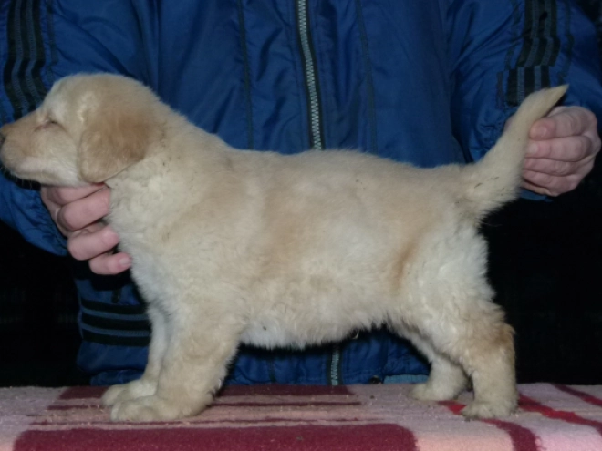 Perros Hovawart en venta