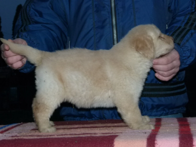 Perros Hovawart en venta