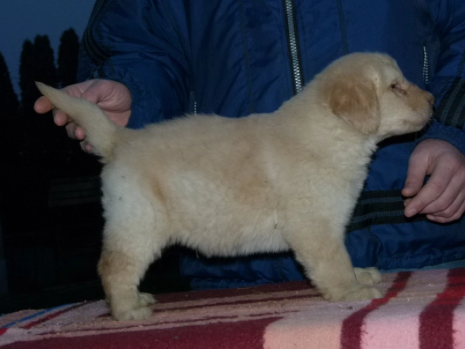 Perros Hovawart en venta