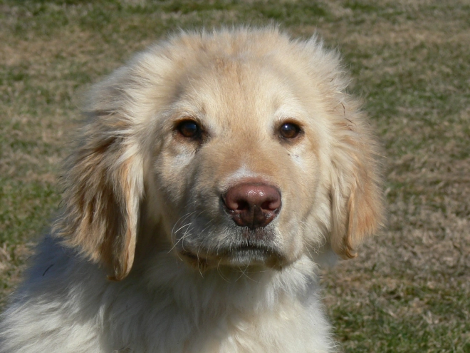 Perros Hovawart en venta