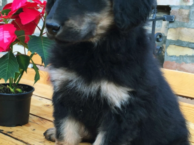 Perros Hovawart en venta