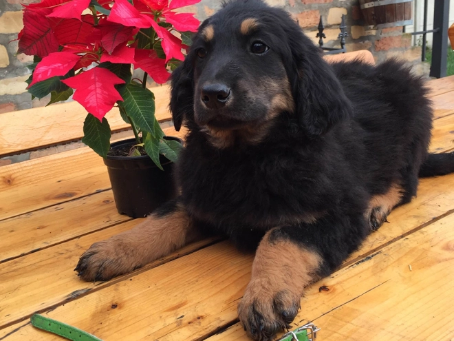 Perros Hovawart en venta