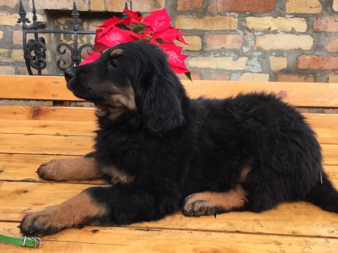 Perros Hovawart en venta