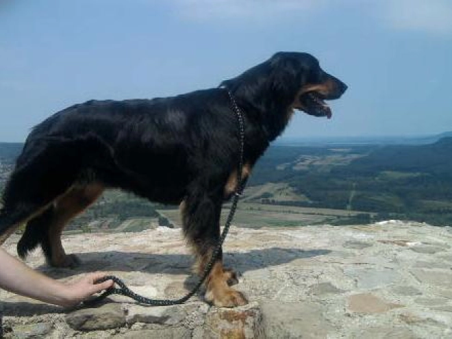 Perros Hovawart en venta