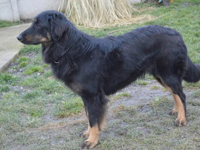 Perros Hovawart en venta