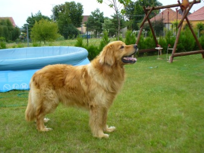 Perros Hovawart en venta