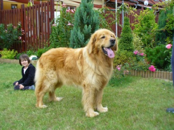 Perros Hovawart en venta