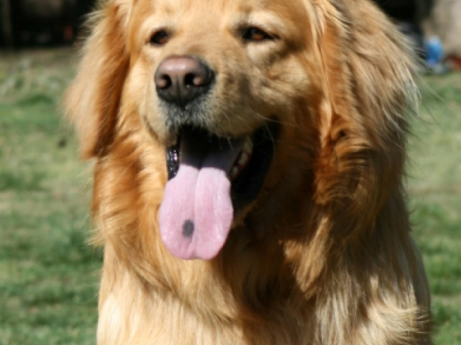 Perros Hovawart en venta