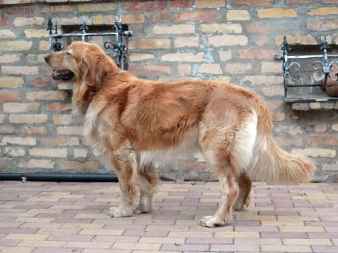 Perros Hovawart en venta