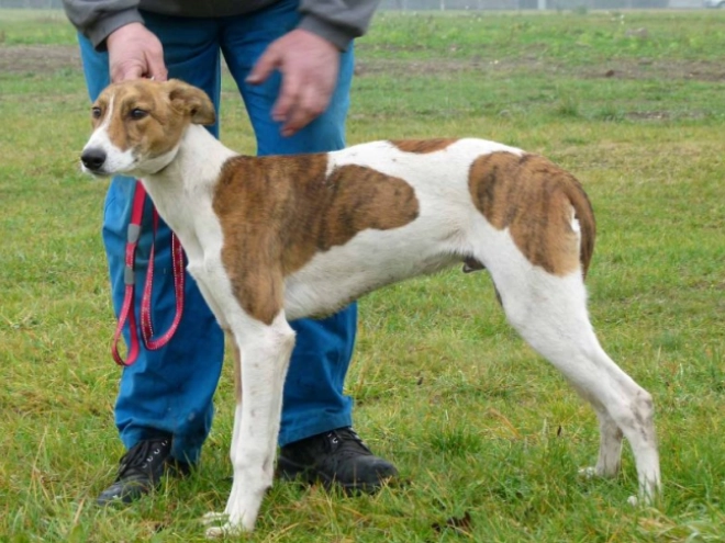 Hungarian Greyhound puppy for sale