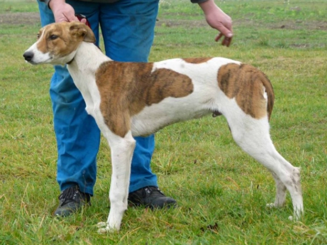 Hungarian Greyhound puppy for sale