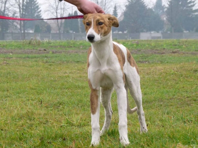 Hungarian Greyhound puppy for sale