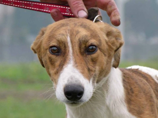 Hungarian Greyhound puppy for sale