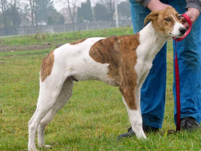 Hungarian Greyhound puppy for sale