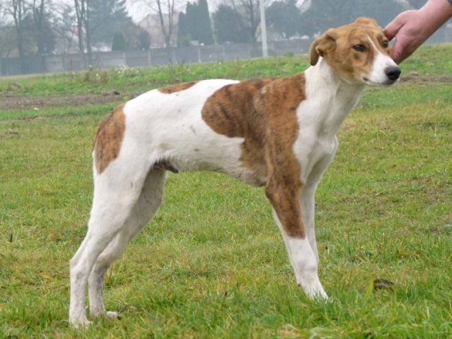 Hungarian Greyhound puppy for sale