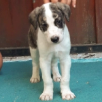 Belaba, white with markings Magyar Agár Welpen kaufen