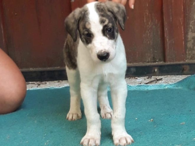 Hungarian Greyhound puppy for sale
