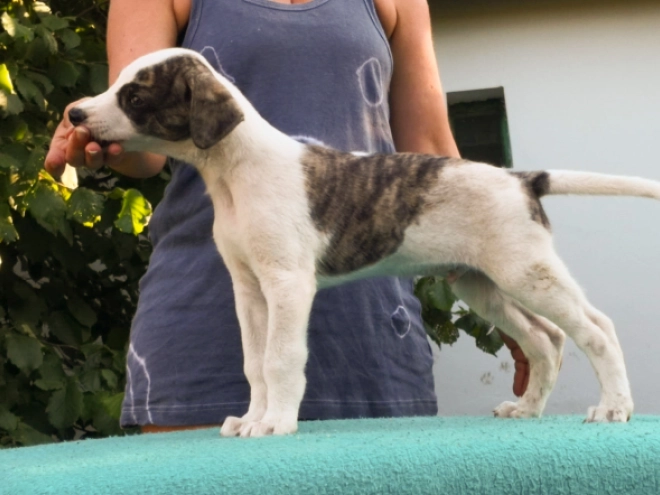 Hungarian Greyhound puppy for sale