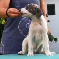 Indian, white with markings Magyar Agár Welpen kaufen