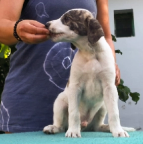 Perros Lebrel Húngaro en venta
