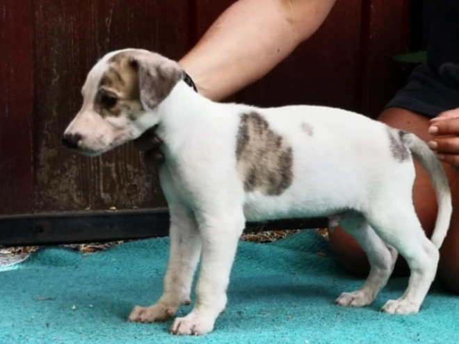 Hungarian Greyhound puppy for sale