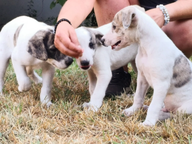 Hungarian Greyhound puppy for sale
