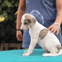 Rudi, white with markings Magyar Agár Welpen kaufen