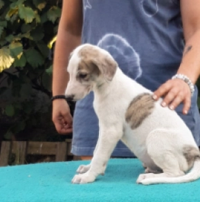 Perros Lebrel Húngaro en venta