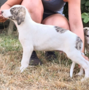 Perros Lebrel Húngaro en venta