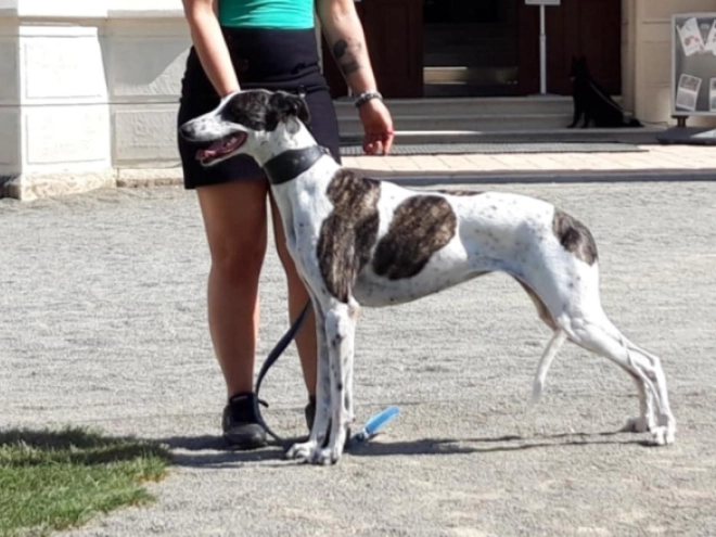 Hungarian Greyhound puppy for sale