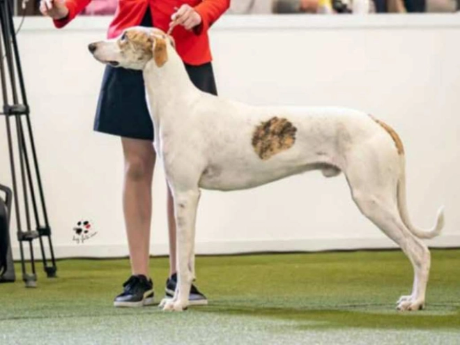 Hungarian Greyhound puppy for sale