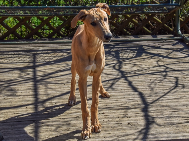 Hungarian Greyhound puppy for sale