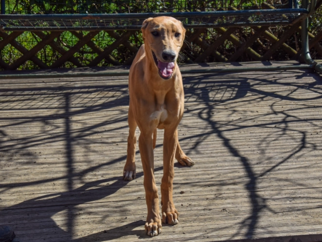 Hungarian Greyhound puppy for sale