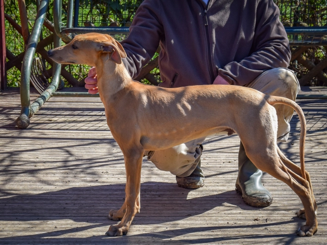 Hungarian Greyhound puppy for sale