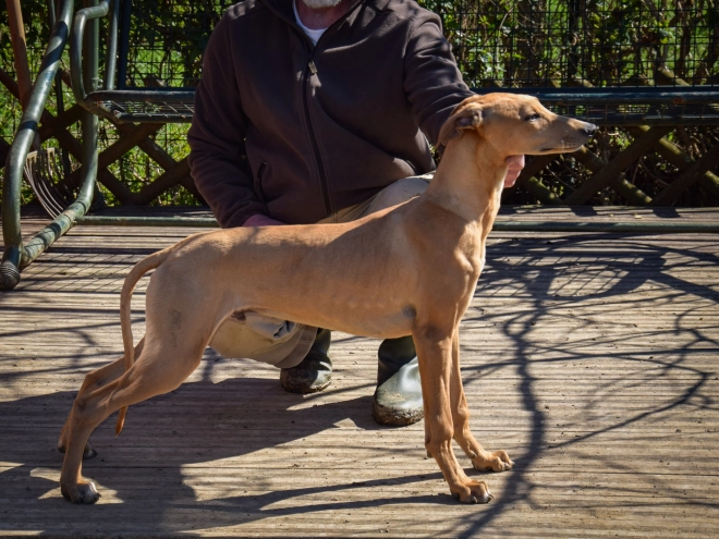Hungarian Greyhound puppy for sale