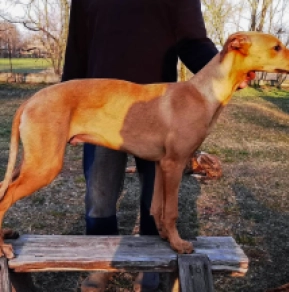Hungarian Greyhound puppy for sale