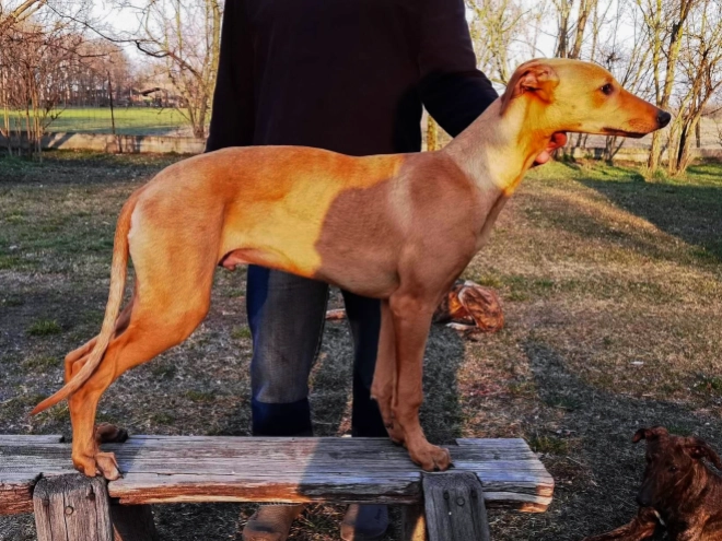 Hungarian Greyhound puppy for sale