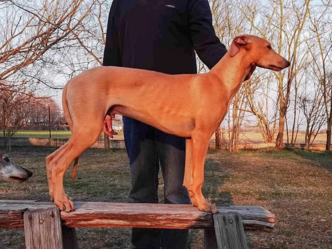 Hungarian Greyhound puppy for sale