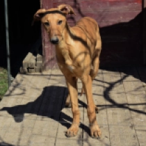 Perros Lebrel Húngaro en venta
