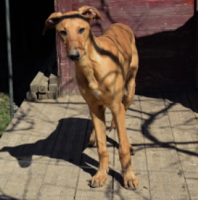 Hungarian Greyhound puppy for sale
