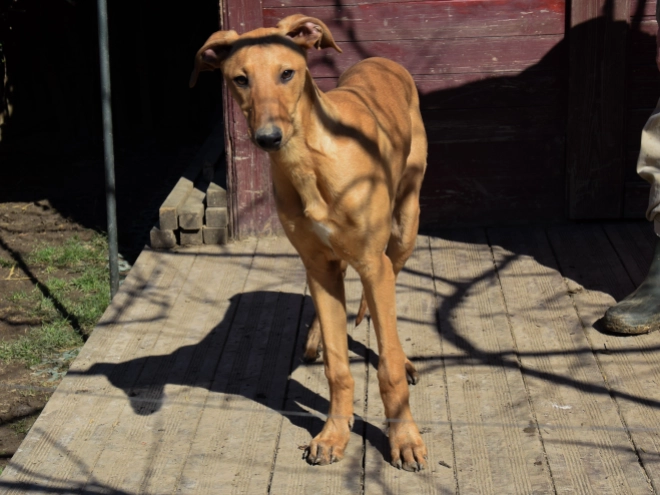 Hungarian Greyhound puppy for sale