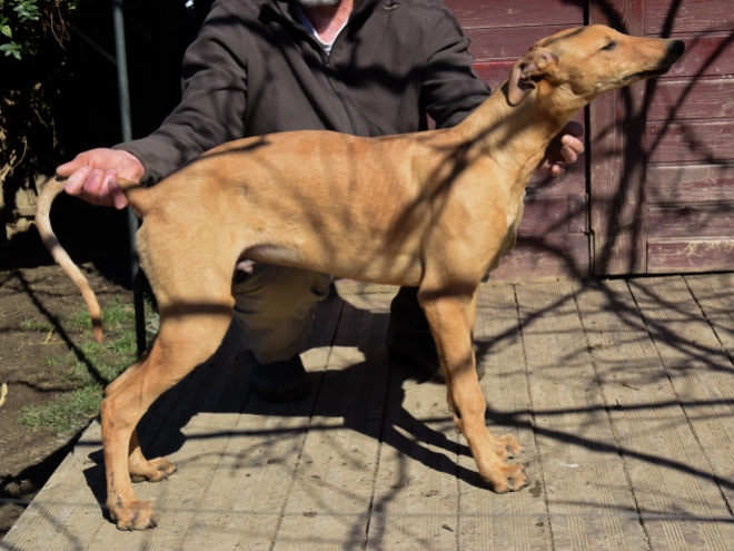 Hungarian Greyhound puppy for sale