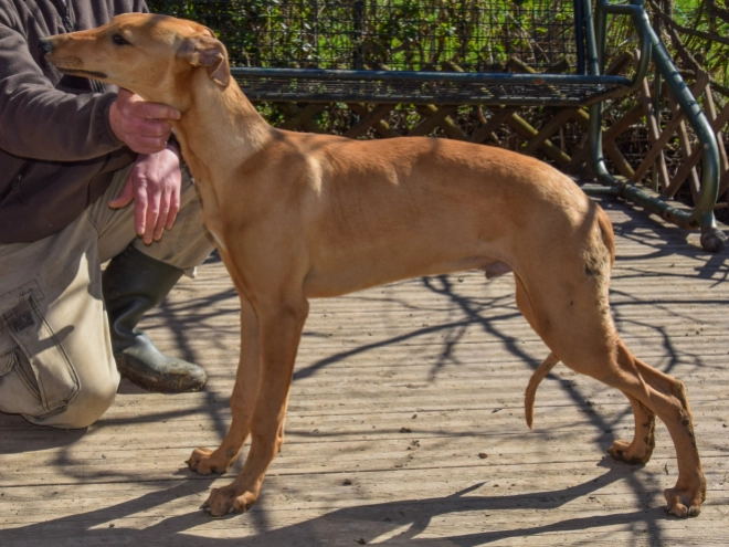 Hungarian Greyhound puppy for sale