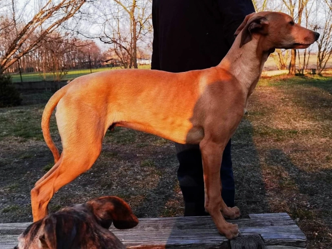 Hungarian Greyhound puppy for sale